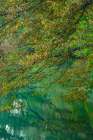 Slovenia, Lake Bled. Autumn tree limbs reflect in lake. Art Print